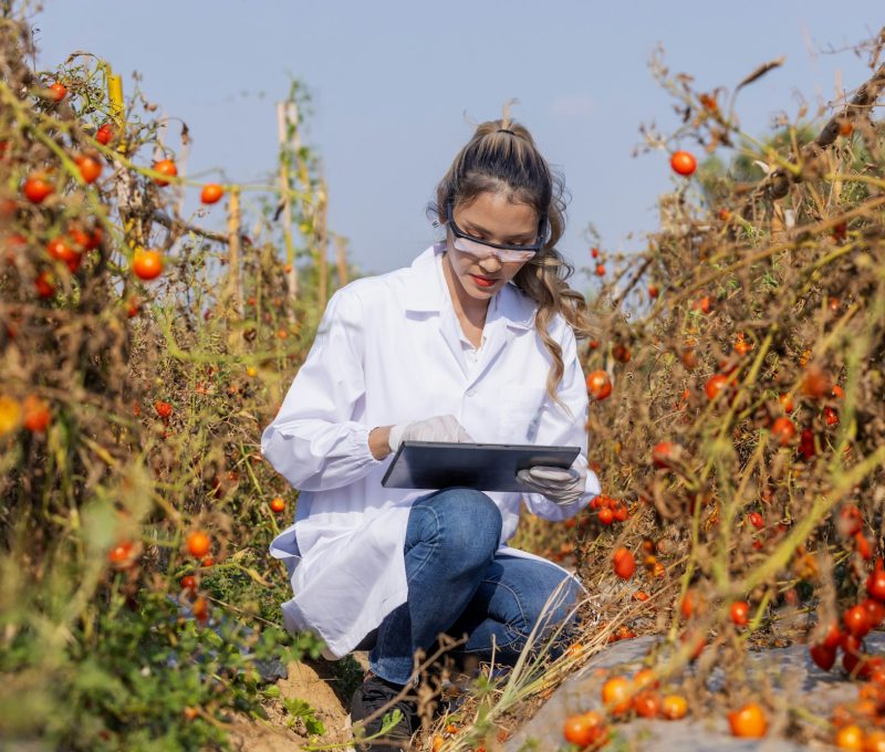 tomato research